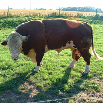 Just for Liz - she loves bulls and cows!