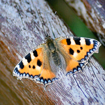Derbyshire butterfly