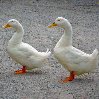 Derbyshire ducks