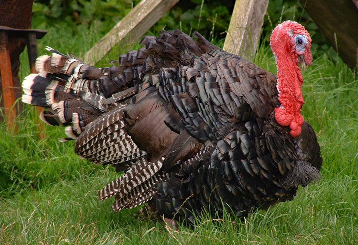 Derbyshire turkey