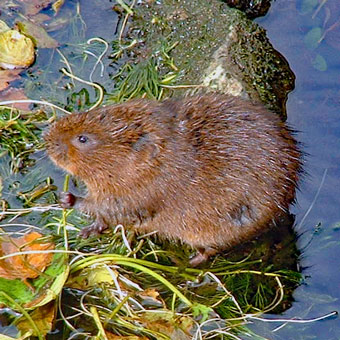 A water vole
