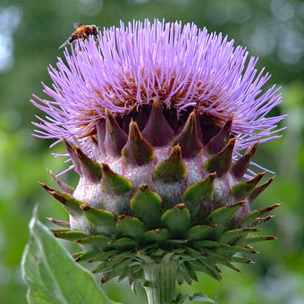 A Derbyshire thistle