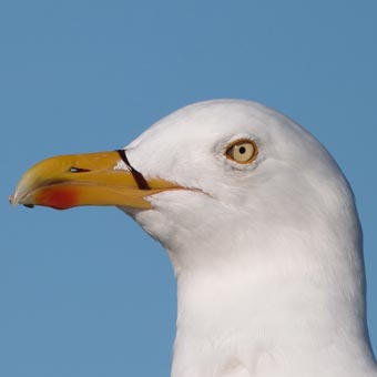 We saw this fella on the pier