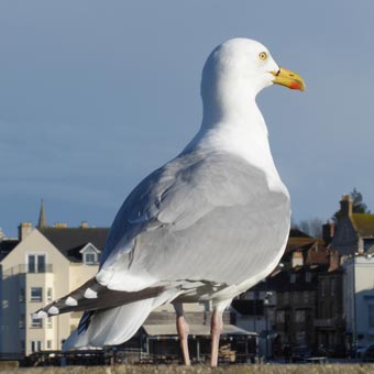 We saw this fella on the pier