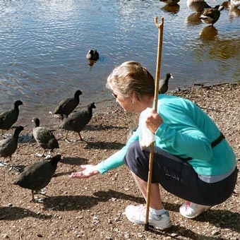 Liz, armed with a thumb stick that Keith made, continues to feed the coots