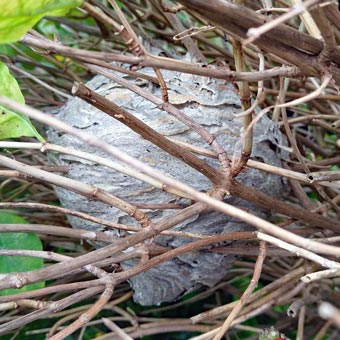 We found a wasp's nest on Bob's hedge and called out the pest control man, who did a good job of removing it