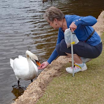 Armed this time with a litter picking stick, Liz contunues to feed the birds. We pick litter on Thursdays having seen other picking it on Mondays.