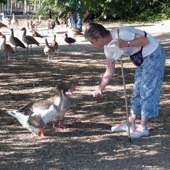 Liz with her favourite Toulouse Geese