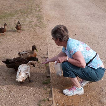 Liz continues to feed the birds around the pon