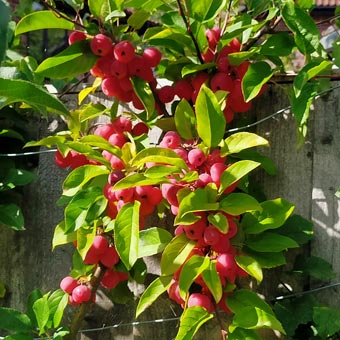 We had a bumper crop of crable apples this year and made lots of jam for IMC