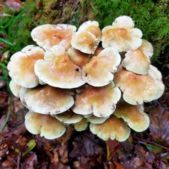 Lots of fungi in the woods