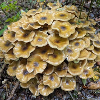 More fungi - it is photogenic!