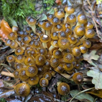 More fungi - it is photogenic!